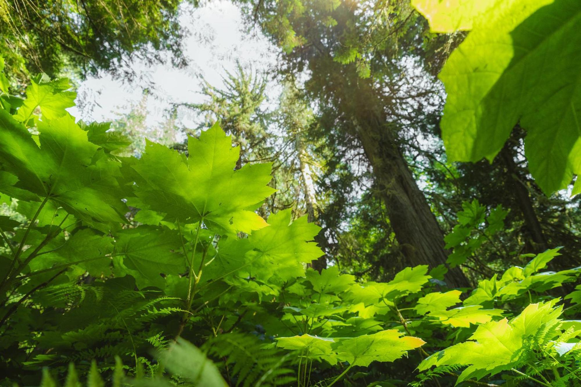 Bella Coola Grizzly Tours And Resort Hagensborg Экстерьер фото